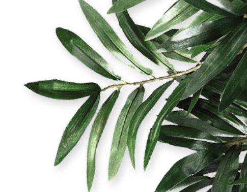 Close-up of large green monstera leaves with characteristic split shapes.
