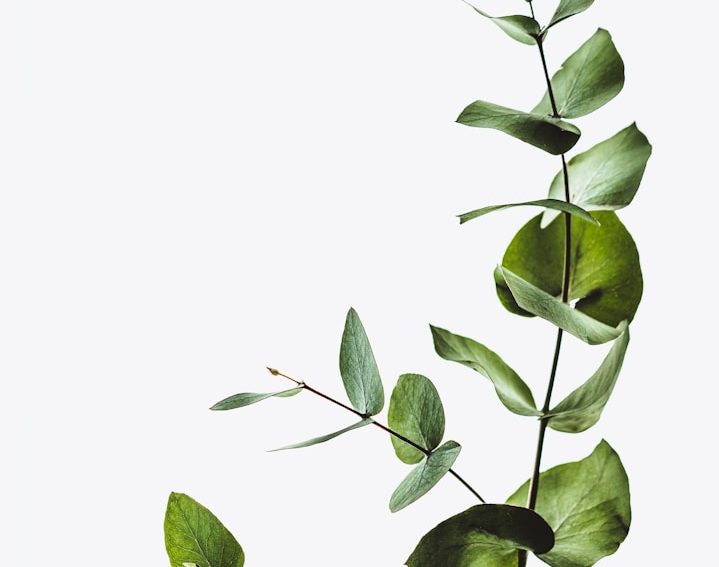 Green eucalyptus leaves against a plain white background.